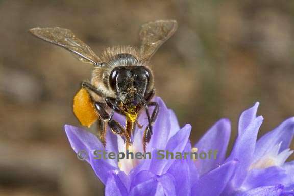 bee on dichelostemma 3356a graphic